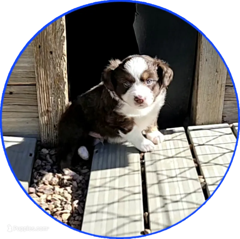 Dusk – Miniature Australian Shepherd puppy for sale in Snowflake, AZ