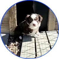 Dusk, a male Miniature Australian Shepherd for sale in Snowflake, AZ – 1 of 5