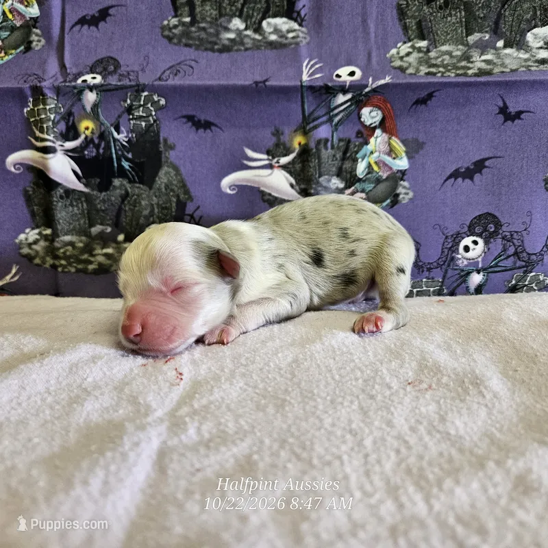 Casper – Toy Australian Shepherd puppy for sale in Snowflake, AZ