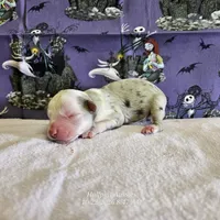 Casper, a male Toy Australian Shepherd for sale in Snowflake, AZ – 1 of 1