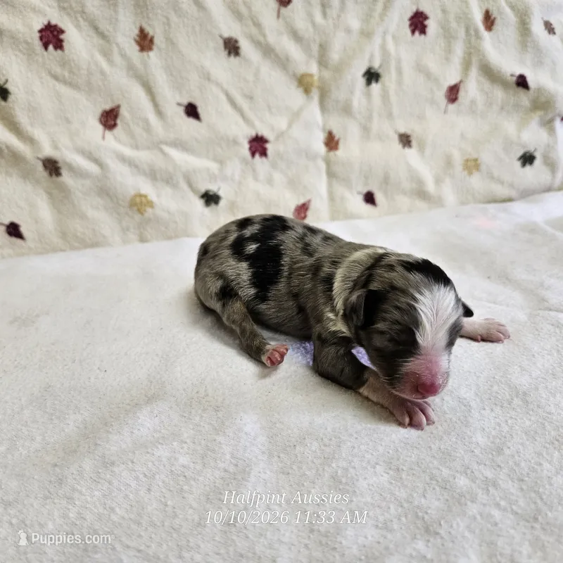 Chai – Toy Australian Shepherd puppy for sale in Snowflake, AZ