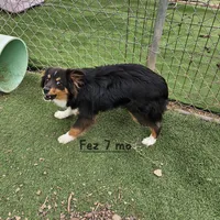 Fez, a male Toy Australian Shepherd for sale in Snowflake, AZ – Photo 2 of 7