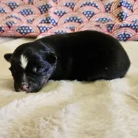 Fez, a male Toy Australian Shepherd for sale in Snowflake, AZ – Photo 7 of 7