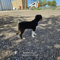 Fez, a male Toy Australian Shepherd for sale in Snowflake, AZ – Photo 3 of 7