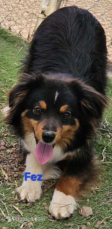 Fez – Toy Australian Shepherd puppy for sale in Snowflake, AZ