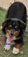 Fez, a male Toy Australian Shepherd for sale in Snowflake, AZ – Photo 1 of 7