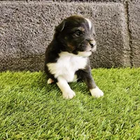 Fez, a male Toy Australian Shepherd for sale in Snowflake, AZ – Photo 6 of 7