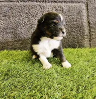 processed/5c806e69-5f5f-407b-a882-15b2b6d4106b/listing/10dfd017-b229-4062-be70-5429a27b16be/c8739f8f-cb2d-4aa6-a383-ddf9e6790771