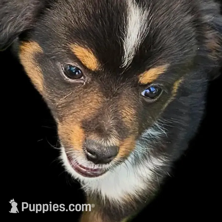 Fez, a male Toy Australian Shepherd for sale in Snowflake, AZ – Photo 4 of 7