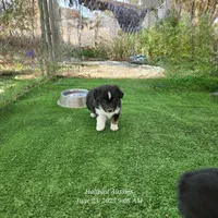 Fez, a male Toy Australian Shepherd for sale in Snowflake, AZ – Photo 5 of 7