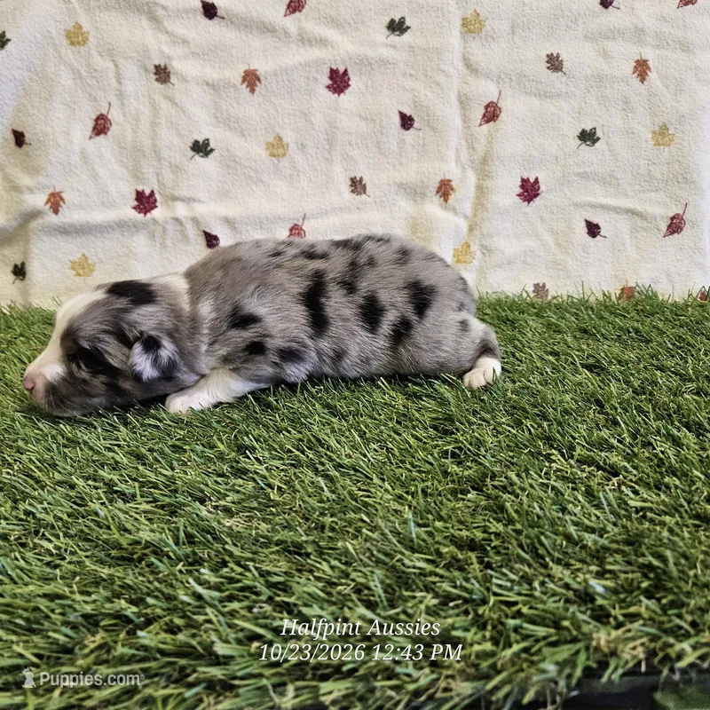 Chai – Toy Australian Shepherd puppy on hold in Snowflake, AZ