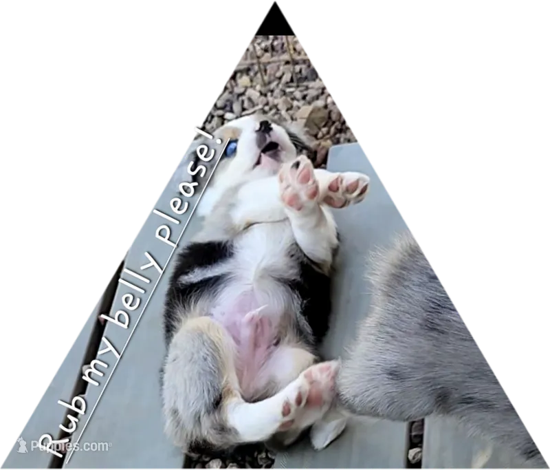 Blue – Toy Australian Shepherd puppy for sale in Snowflake, AZ
