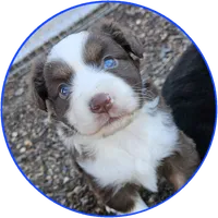 Dusk, a male Miniature Australian Shepherd for sale in Snowflake, AZ – 2 of 5