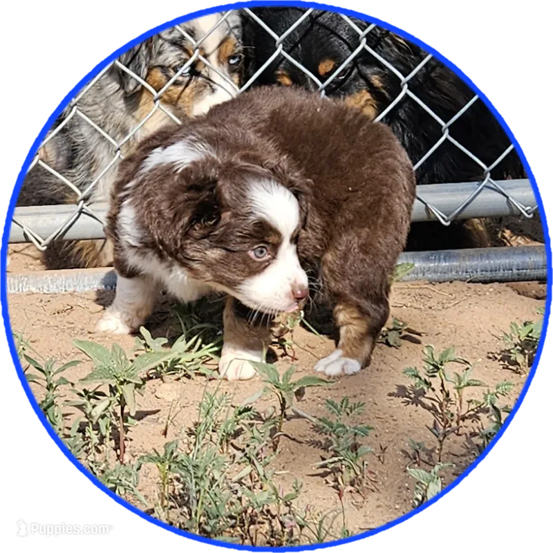 Dusk – Miniature Australian Shepherd puppy for sale in Snowflake, AZ