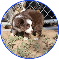Dusk, a male Miniature Australian Shepherd for sale in Snowflake, AZ – 2 of 7