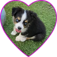 Taylor, a female Toy Australian Shepherd for sale in Snowflake, AZ – 2 of 8