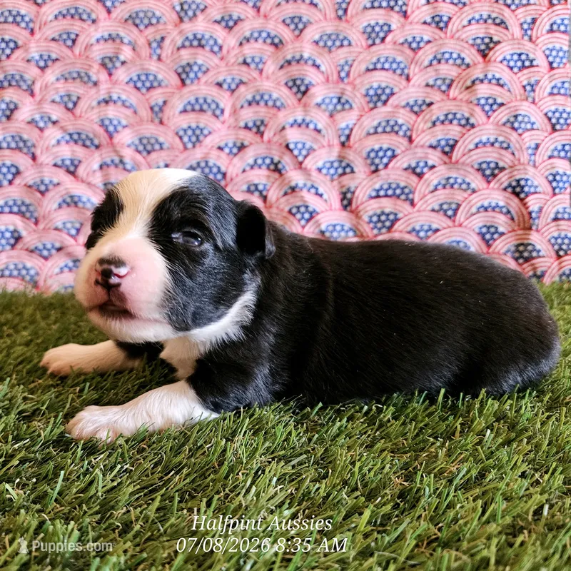 Dawn – Toy Australian Shepherd puppy for sale in Snowflake, AZ