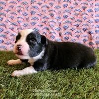 Dawn, a female Miniature Australian Shepherd for sale in Snowflake, AZ – 4 of 5