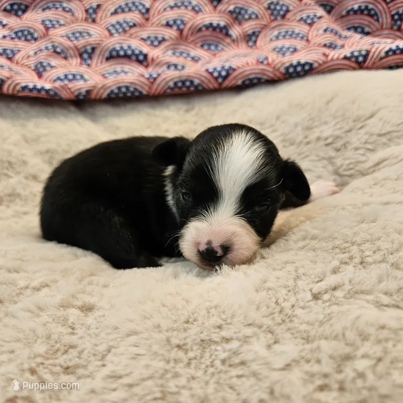 Roxie – Toy Australian Shepherd puppy for sale in Snowflake, AZ