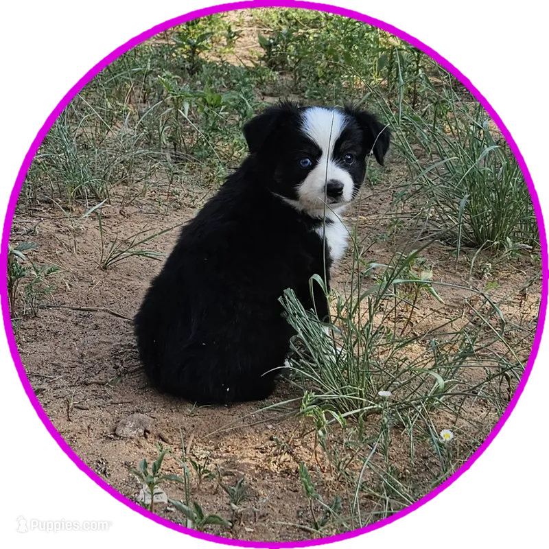 Dawn – Miniature Australian Shepherd puppy for sale in Snowflake, AZ