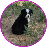 Dawn, a female Miniature Australian Shepherd for sale in Snowflake, AZ – 2 of 7