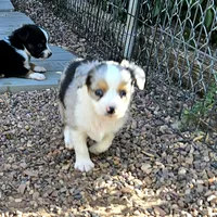 Blue, a male Toy Australian Shepherd for sale in Snowflake, AZ – 2 of 5