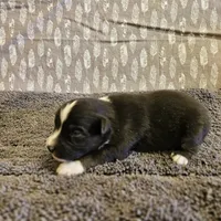 John, a male Toy Australian Shepherd for sale in Snowflake, AZ – Photo 7 of 8