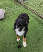 John, a male Toy Australian Shepherd for sale in Snowflake, AZ – Photo 1 of 8