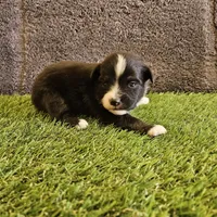 John, a male Toy Australian Shepherd for sale in Snowflake, AZ – Photo 5 of 8