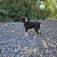 John, a male Toy Australian Shepherd for sale in Snowflake, AZ – Photo 2 of 8