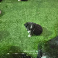 John, a male Toy Australian Shepherd for sale in Snowflake, AZ – Photo 3 of 8