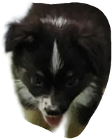 John, a male Toy Australian Shepherd for sale in Snowflake, AZ – Photo 4 of 8