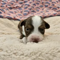 Ryan, a male Toy Australian Shepherd for sale in Snowflake, AZ – 4 of 6