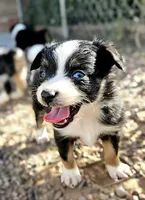 Sammy, a male Toy Australian Shepherd for sale in Snowflake, AZ – 3 of 6