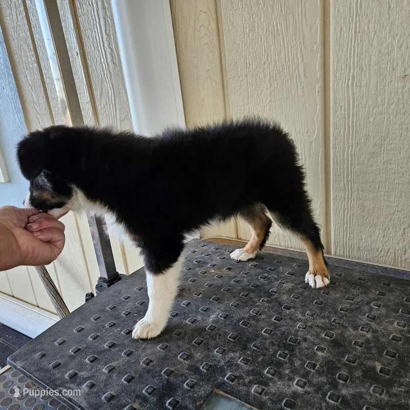 Dawn, a female Toy Australian Shepherd for sale in Snowflake, AZ – 1 of 8