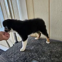 Dawn, a female Toy Australian Shepherd for sale in Snowflake, AZ – 1 of 8