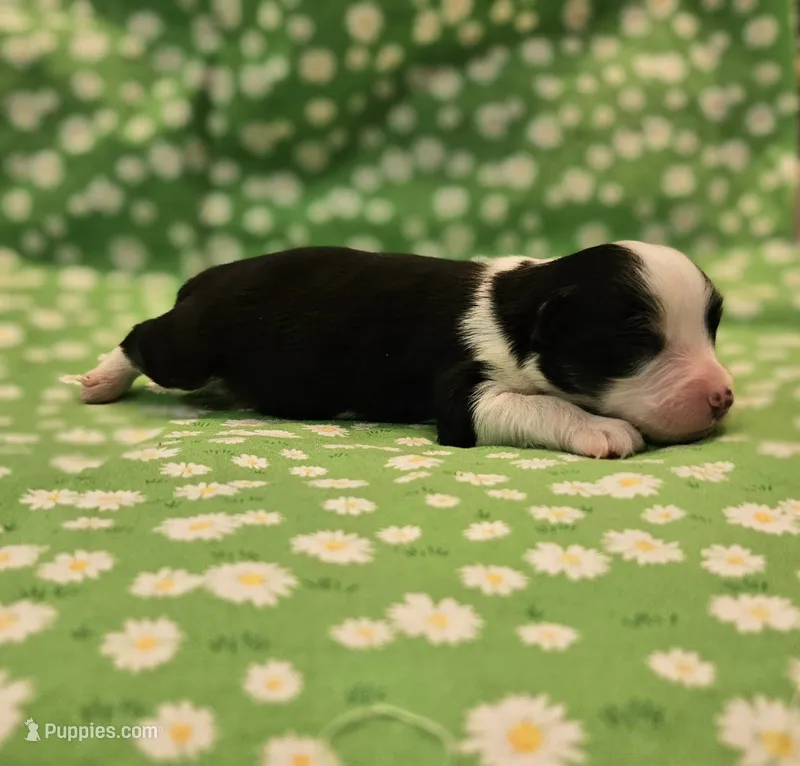 Nick – Toy Australian Shepherd puppy for sale in Snowflake, AZ