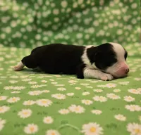 Nick, a male Toy Australian Shepherd for sale in Snowflake, AZ – 1 of 2