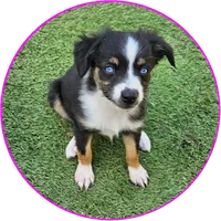 Roxie, a female Toy Australian Shepherd for sale in Snowflake, AZ – 2 of 9