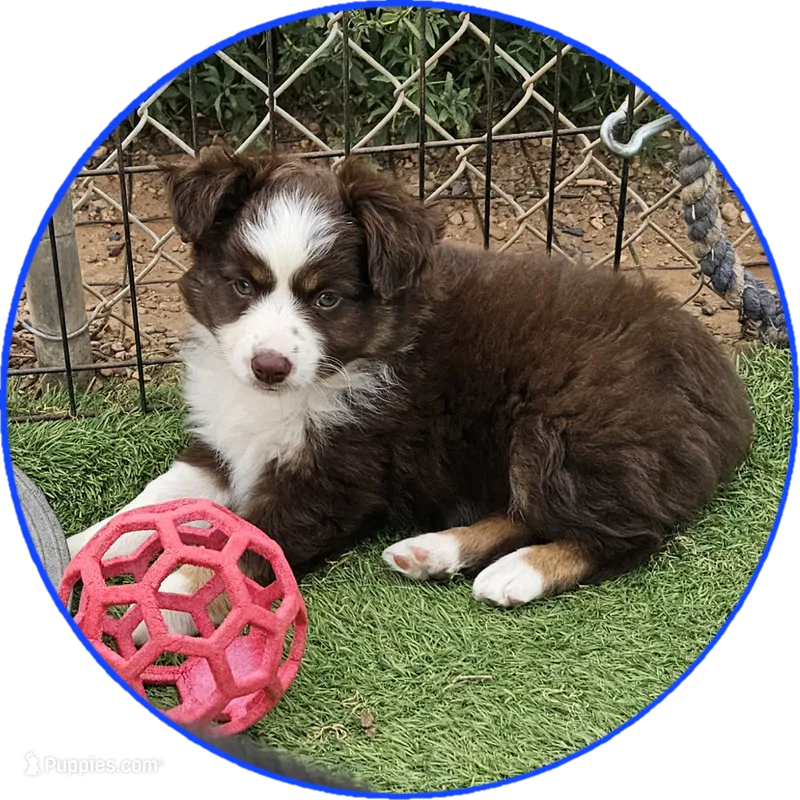 Dusk – Miniature Australian Shepherd puppy on hold in Snowflake, AZ
