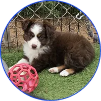 Dusk, a male Miniature Australian Shepherd for sale in Snowflake, AZ – 1 of 7