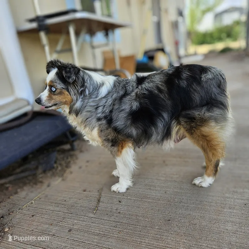 Elsa – Miniature Australian Shepherd puppy for sale in Snowflake, AZ