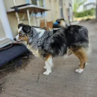 Elsa, a female Miniature Australian Shepherd for sale in Snowflake, AZ – 1 of 3