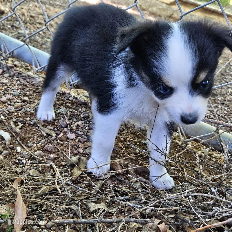 Nick – Toy Australian Shepherd puppy for sale in Snowflake, AZ