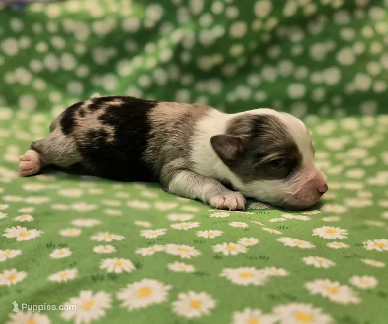 Blue – Toy Australian Shepherd puppy for sale in Snowflake, AZ