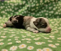 Blue, a male Toy Australian Shepherd for sale in Snowflake, AZ – 4 of 5