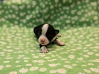 Taylor, a female Toy Australian Shepherd for sale in Snowflake, AZ – 2 of 3