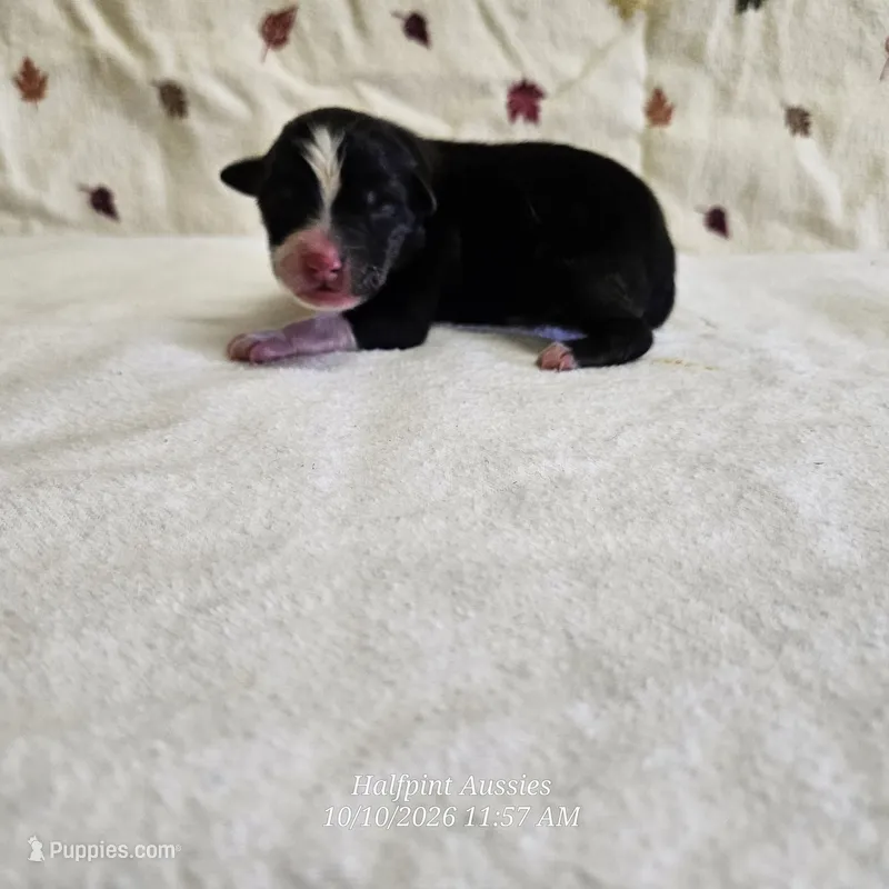 Waffle – Toy Australian Shepherd puppy for sale in Snowflake, AZ