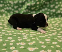 Sammy, a male Toy Australian Shepherd for sale in Snowflake, AZ – 5 of 6