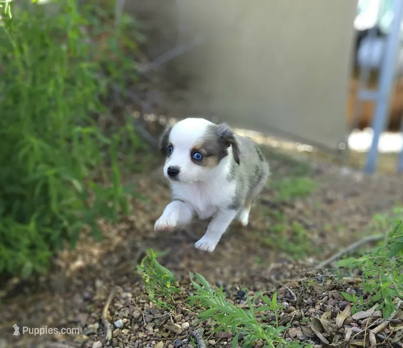 DIXIE – Toy Australian Shepherd puppy for sale in Snowflake, AZ
